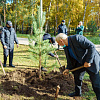 В роще «Звездочка» высадили саженцы сосны, ясеня и березы